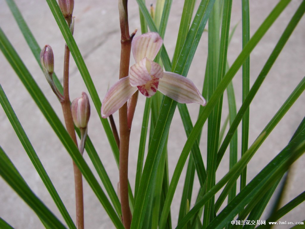 红水晶莲瓣之龙吞舌-莲瓣篇-中国兰花交易网社区