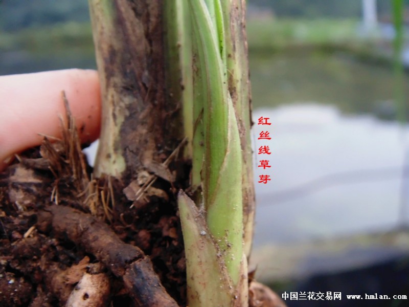 (优惠拍售季)红丝线草芽好花苞软叶送春