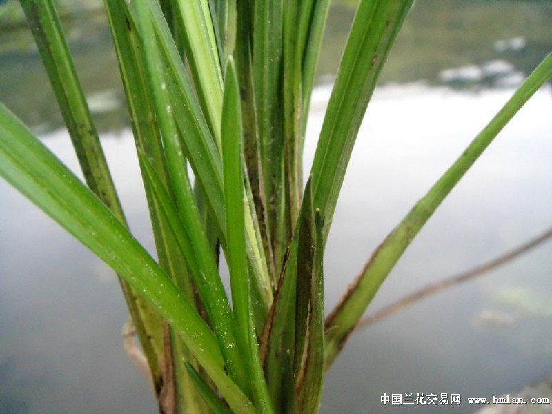 优惠拍售季紫筋紫纱紫花苞优质送春