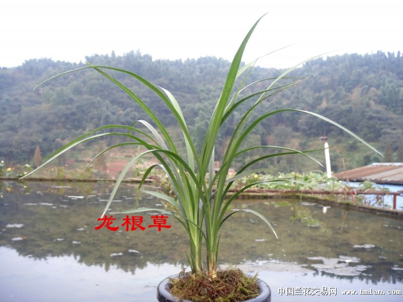 (开店感恩回馈大酬宾)漂亮草芽龙根春剑赌花草