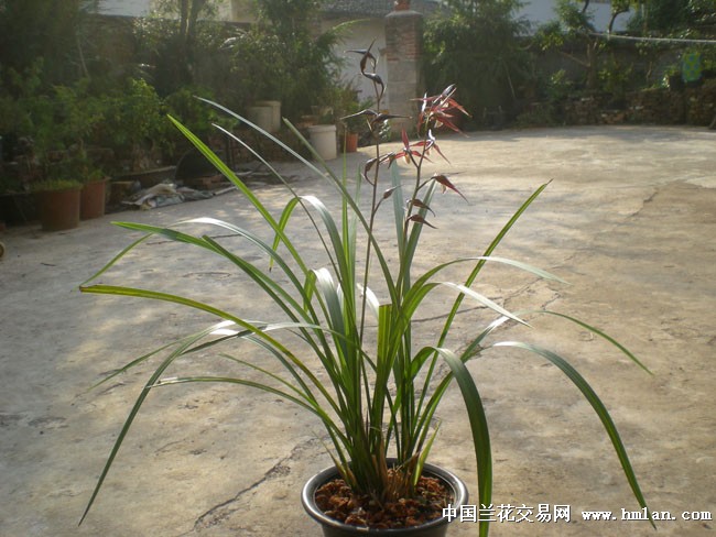 平肩紫红花.不同光照。-寒兰篇-中国兰花交易网