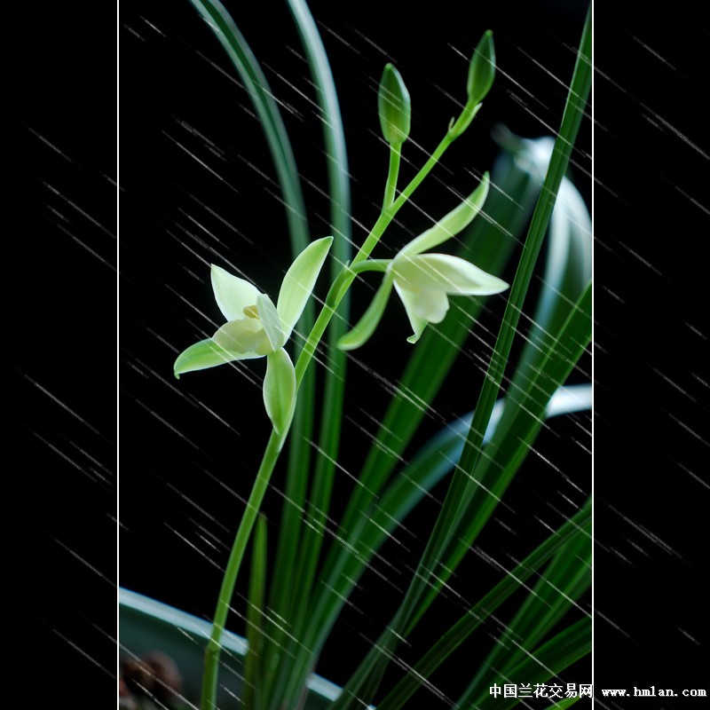 "雨中"荷花素-建兰篇-中国兰花交易网社区