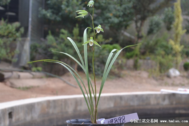 下山细叶寒兰【正格绿花】中矮草型