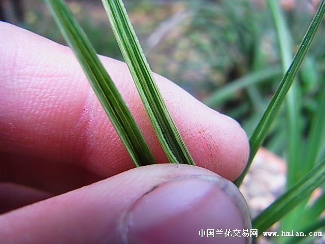 蕙兰挺立叶硬夹异形草白散斑丝带银-蕙兰篇-中国兰花交易网社区