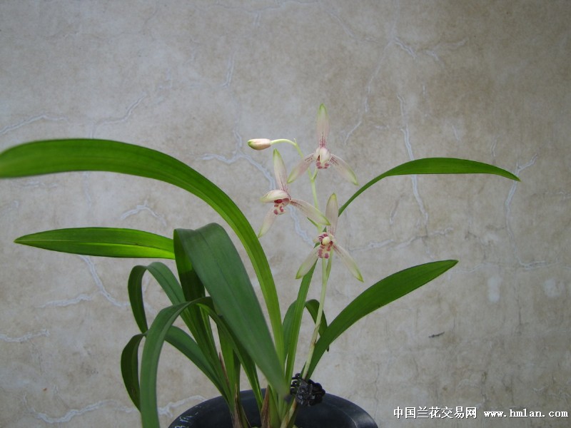 深秋四季香花满兰园!