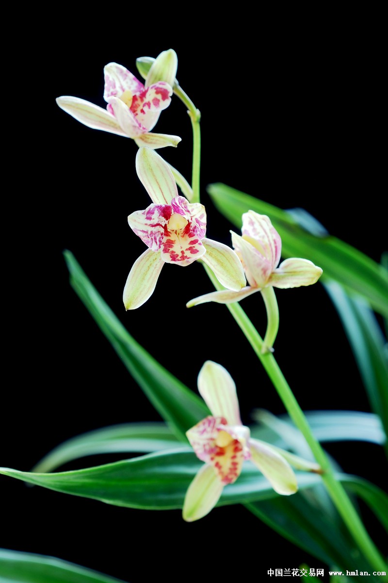 -- 尾花 蝶 ---建兰篇-中国兰花交易网社区