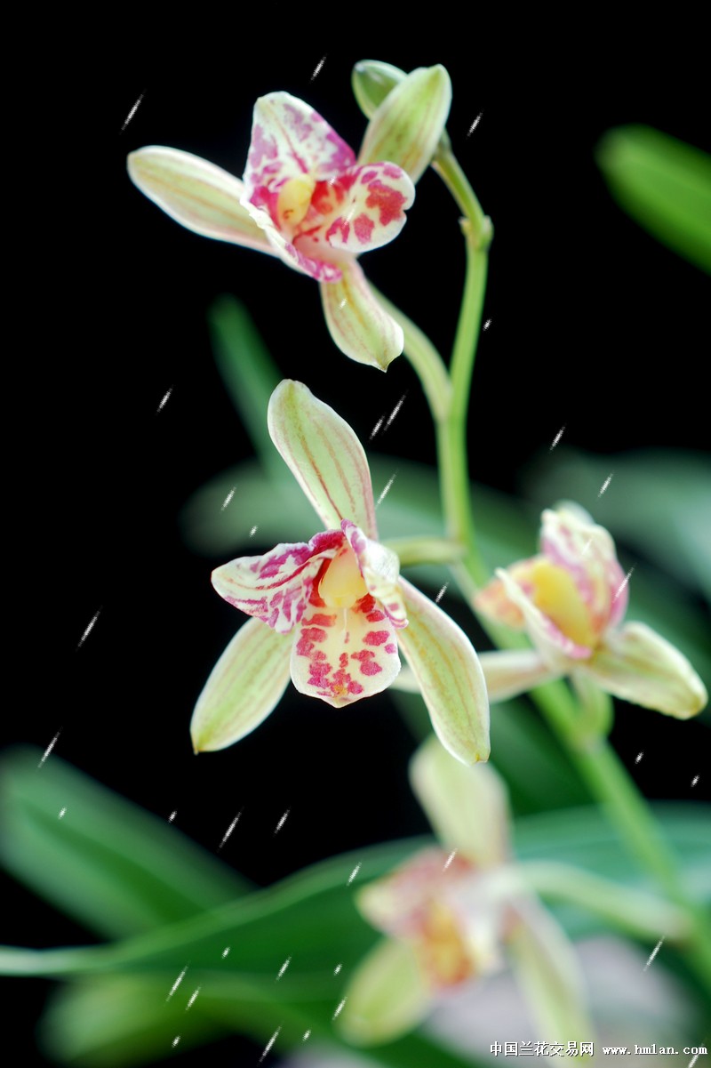 -- 尾花 蝶 ---建兰篇-中国兰花交易网社区