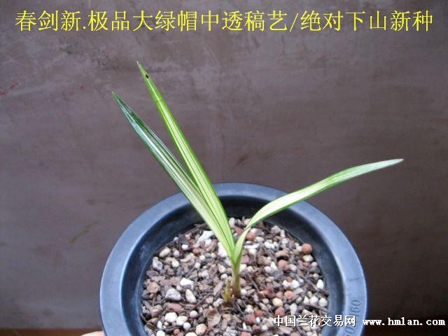 春剑新.极品大绿帽中透稿艺[让种上拍] - 中国兰花