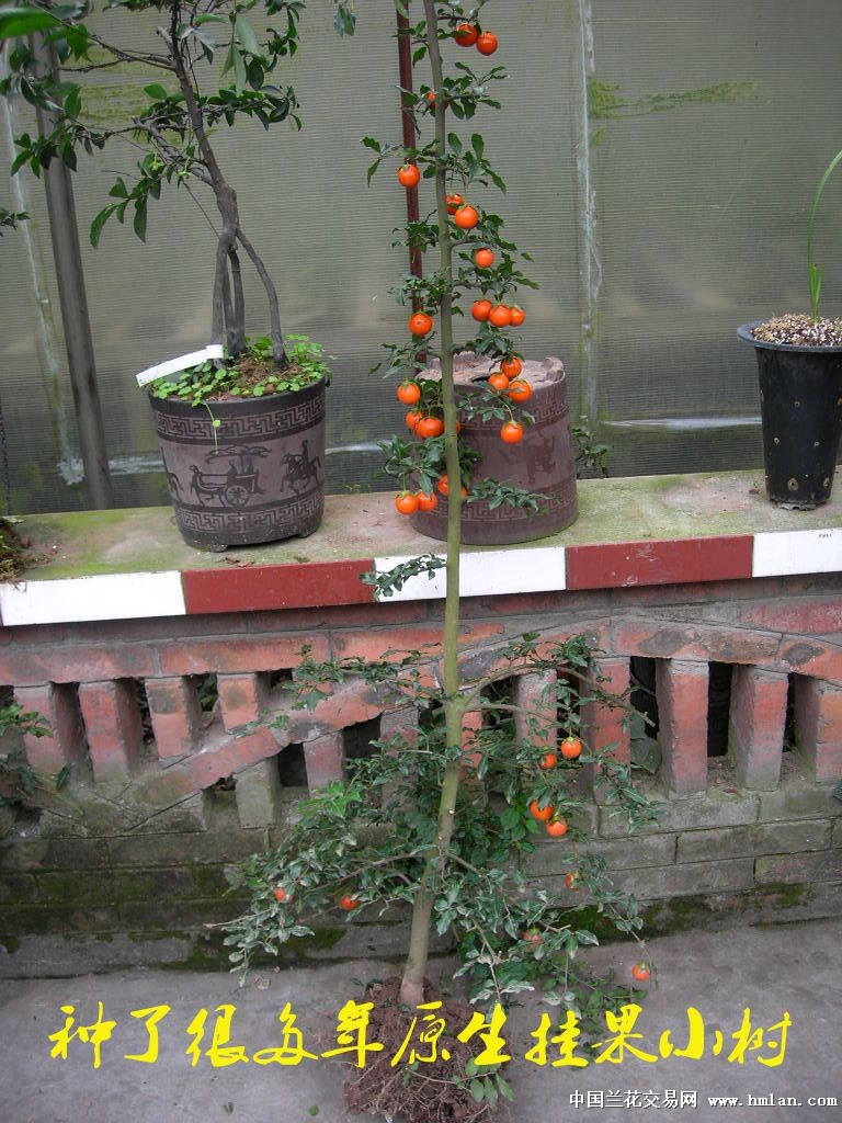 原生挂果金弹子小树,其乐无穷!-盆景园艺-中国