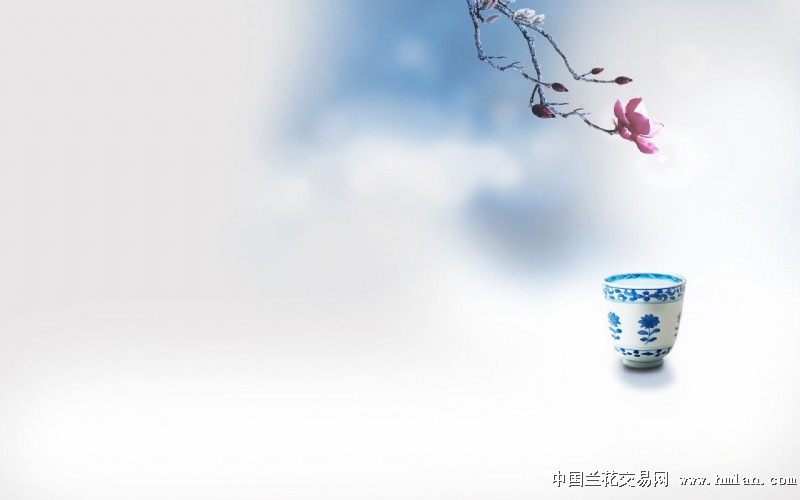 《寒兰形影赏析浅止--阳神论》-寒兰篇-中国兰