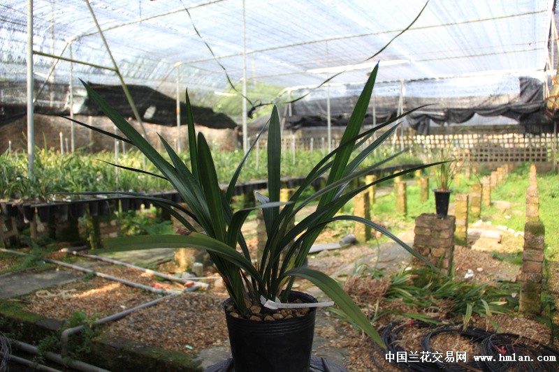 吴字翠7苗(14110105)