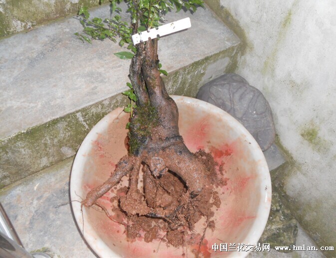 黑夜侠客 请看金弹子补图-盆景园艺-中国兰花交