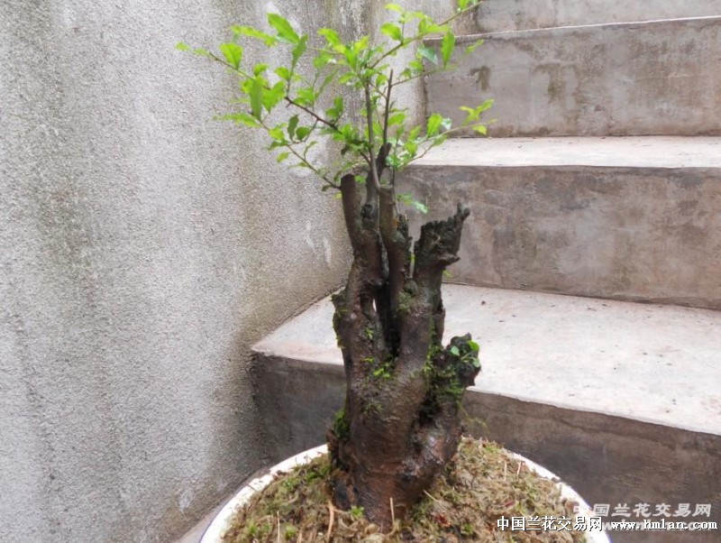 黑夜侠客 请看金弹子补图-盆景园艺-中国兰花交