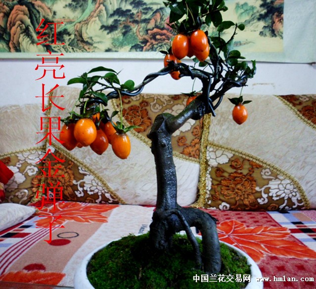红亮长果实挂果金弹子 中国兰花交易网
