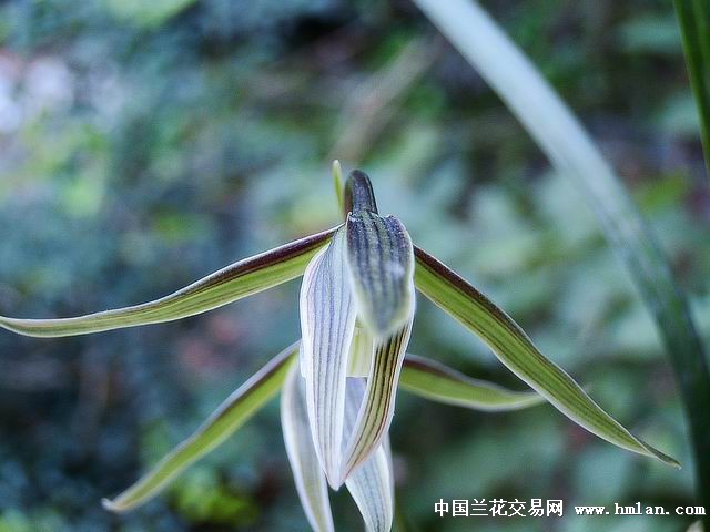 *秋霜*彩花素大花!-寒兰篇-中国兰花交易网社区