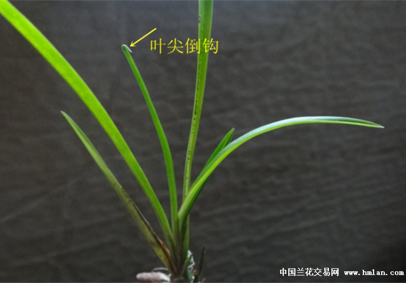 叶尖倒钩复色芽下山春剑【赌花草】