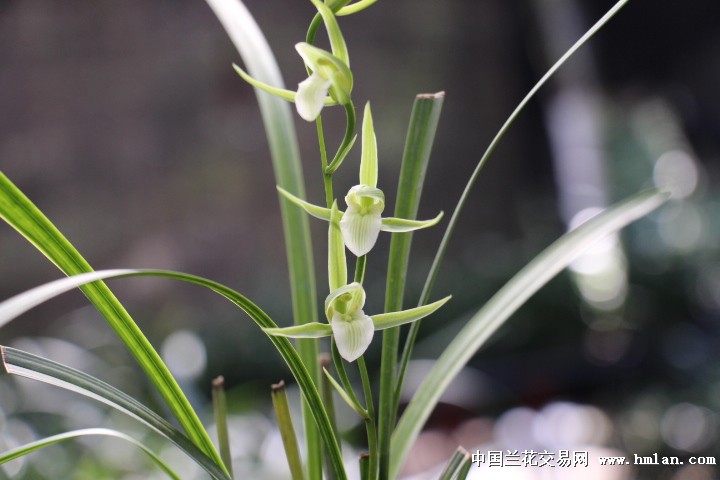 细叶寒兰水迹素