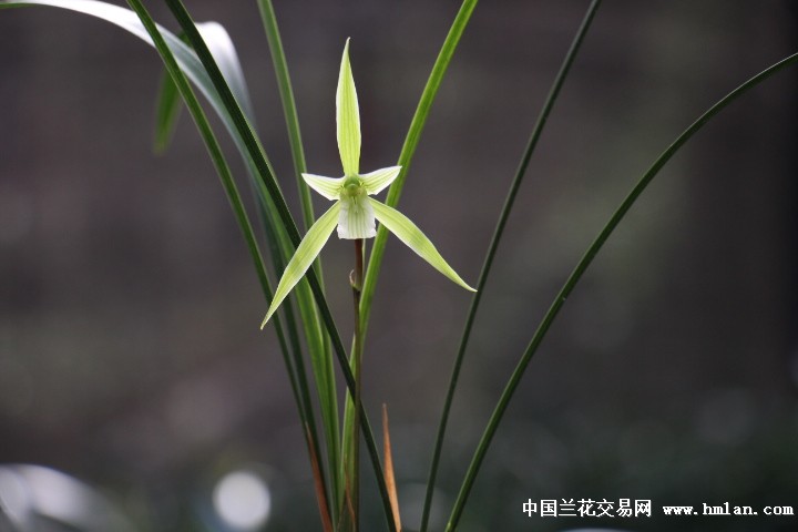 柳叶寒兰红杆素【五角星-寒兰篇-中国兰花交易网社区