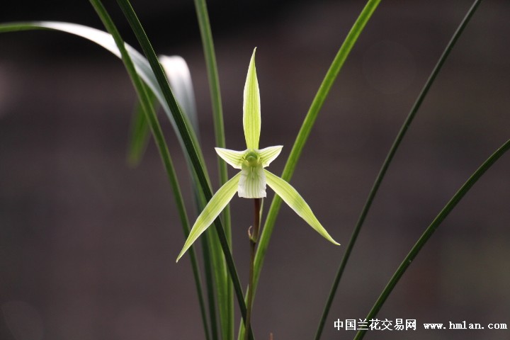 柳叶寒兰红杆素【五角星-寒兰篇-中国兰花交易网社区