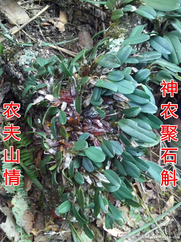 惊叹我家乡漂亮的聚石斛赛过泰国货