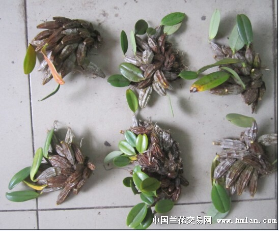 盆景佳品:神农架野生聚石斛!