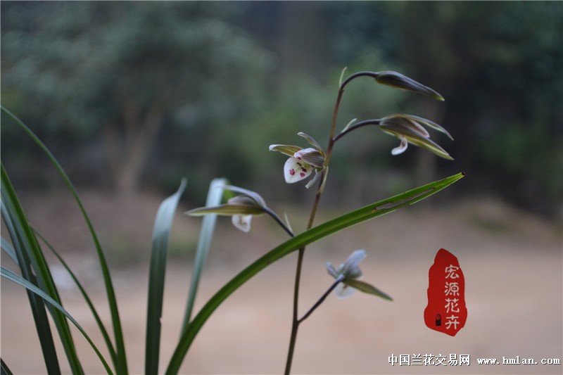 寒花千万,惟妙惟肖。汗血丹青,千里宝马【多花多图】-寒兰篇-中国兰花交易网社区