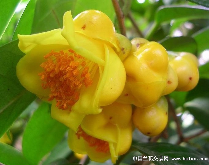 金茶花【防城】高37CM