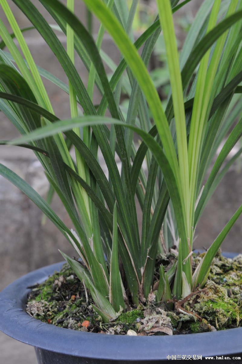 大雪素:连体6苗1芽7花苞清秀特壮苗