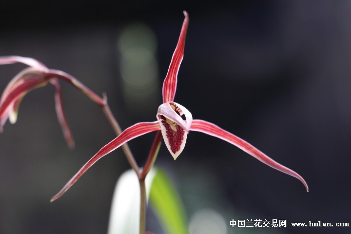 几个浓香红花系类寒兰