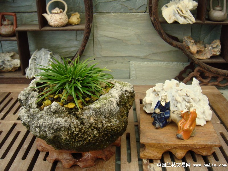 金钱菖蒲小石菖蒲附石野趣小品
