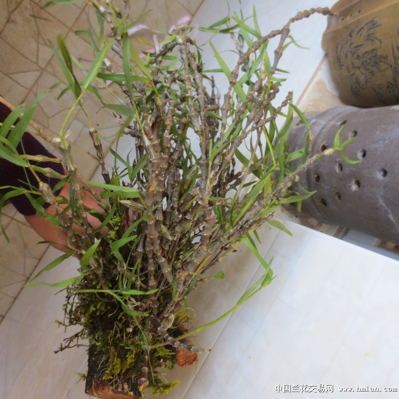 串珠石斛-石斛兰-中国兰花交易网社区