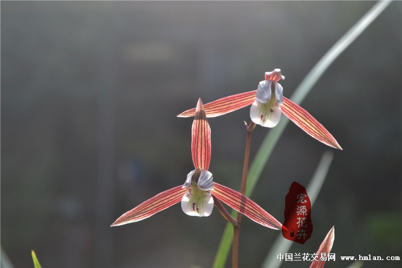 下山新品细叶寒兰素心【圆舌素】以及红花补照