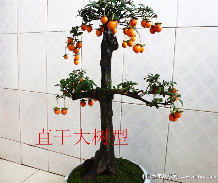 (重拍)直干式原生母树挂果金弹子