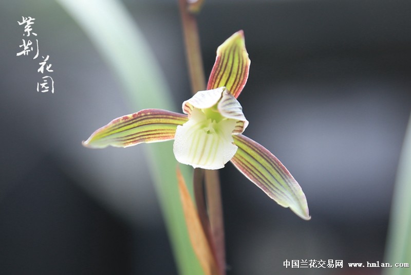 《经典彩花素》转色彩花全素舌-寒兰篇-中国兰花交易网社区