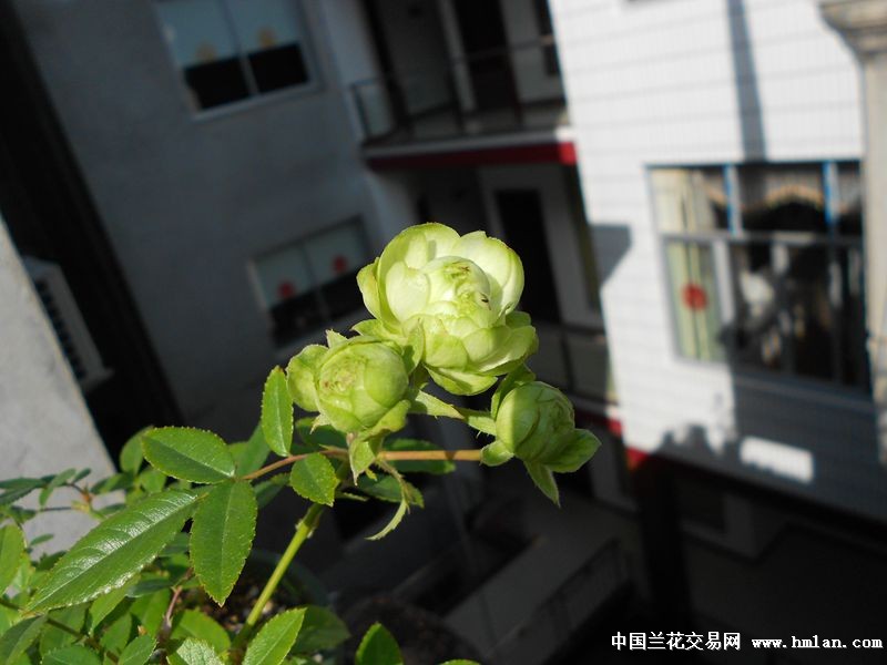 绿色月季埃克莱尔