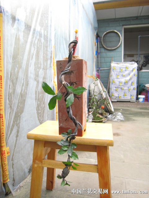 金弹子小悬崖-盆景园艺-中国兰花交易网社区