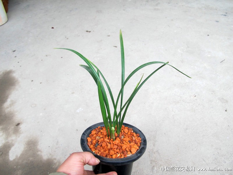 水晶草。梅瓣花-春剑篇-中国兰花交易网社区