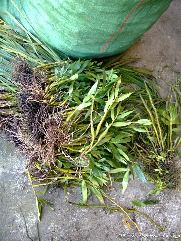 越南买到些束花,流苏,长苏-石斛兰-中国兰花交