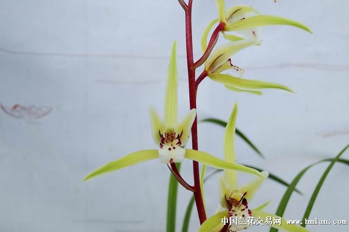 我承认我好色!-寒兰篇-中国兰花交易网社区