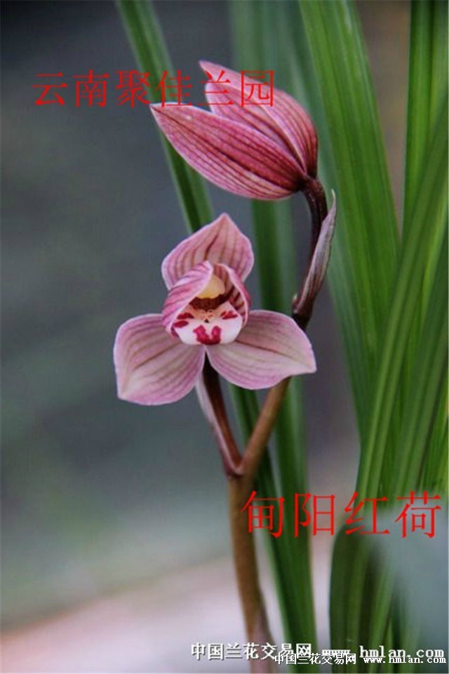 漂亮色花莲瓣兰【板园红荷】