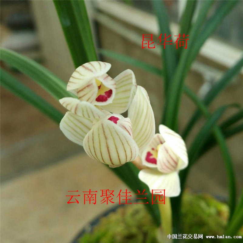 漂亮莲瓣兰荷瓣【昆华荷】-莲瓣篇-中国兰花交易网社区