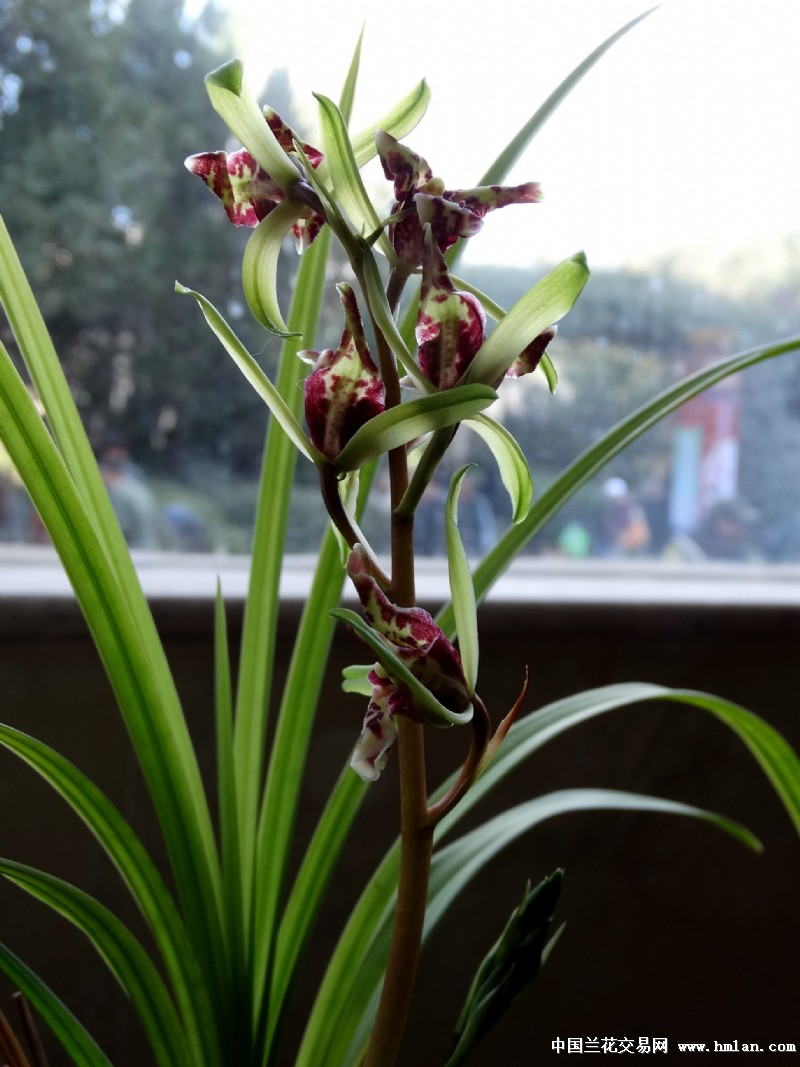 昆明老干部迎春兰花展-莲瓣篇-中国兰花交易网社区