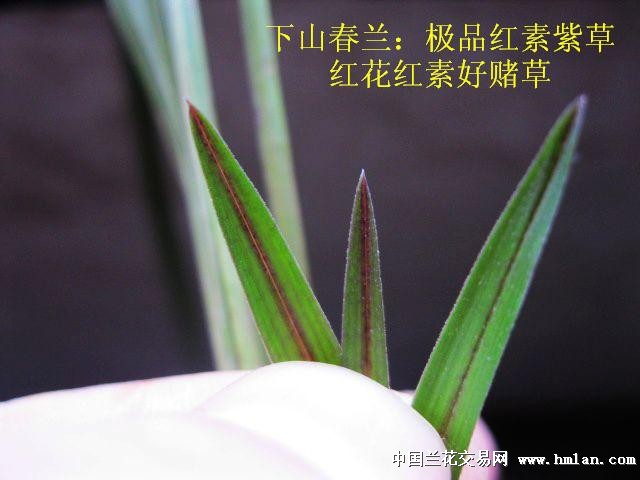 下山春兰:极品红素紫草[红花红素好赌草]
