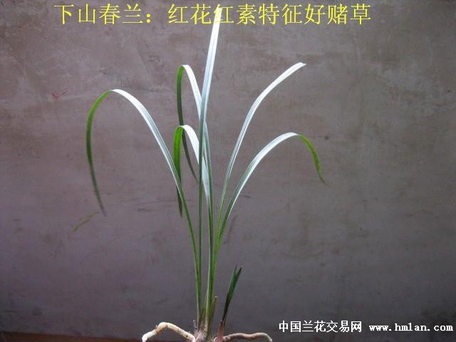 下山春兰:极品红素紫草[红花红素好赌草]