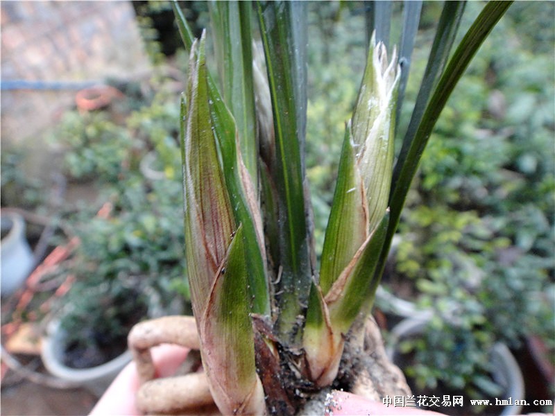 紫红沙饱满花苞春剑赌花草 - 中国兰花交易网