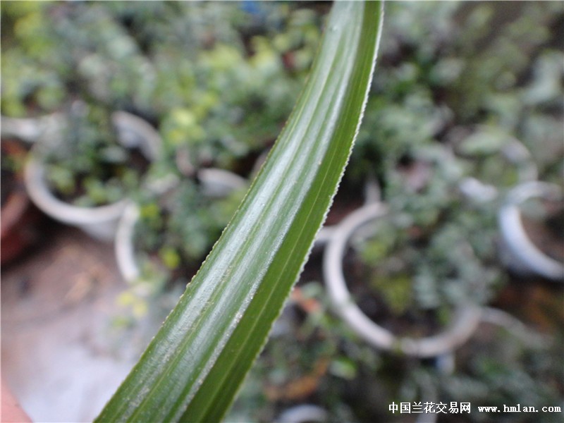 硬梗厚糯奇奇异叶蕙兰好赌草