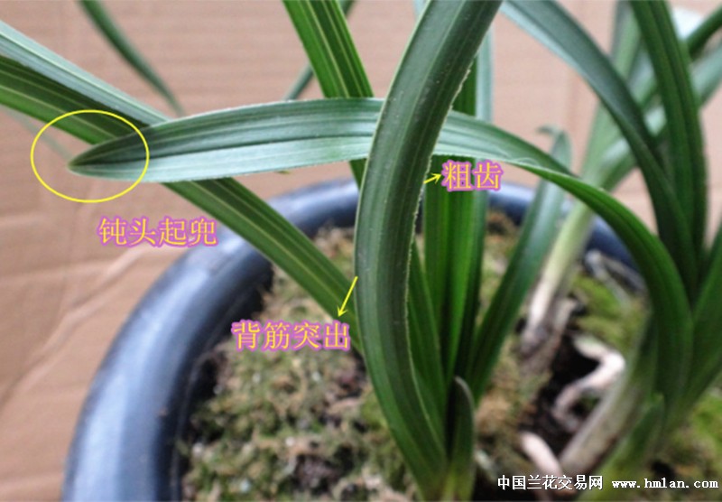 (庆元旦惠拍活动)钝头厚糯,行龙凌乱型美蕙赌花