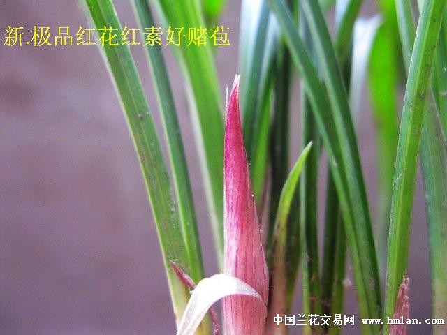 下山春兰:极品鲜红花苞[新品红花红素好赌草]