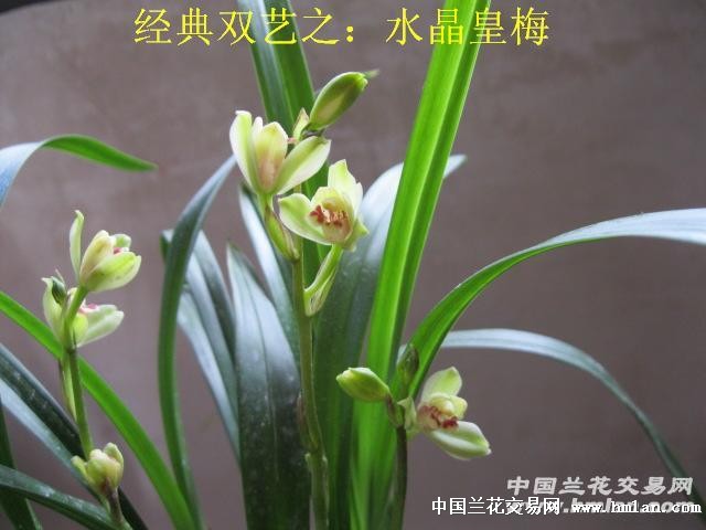 经典之:水晶皇梅[1引种壮母苗1胖芽]