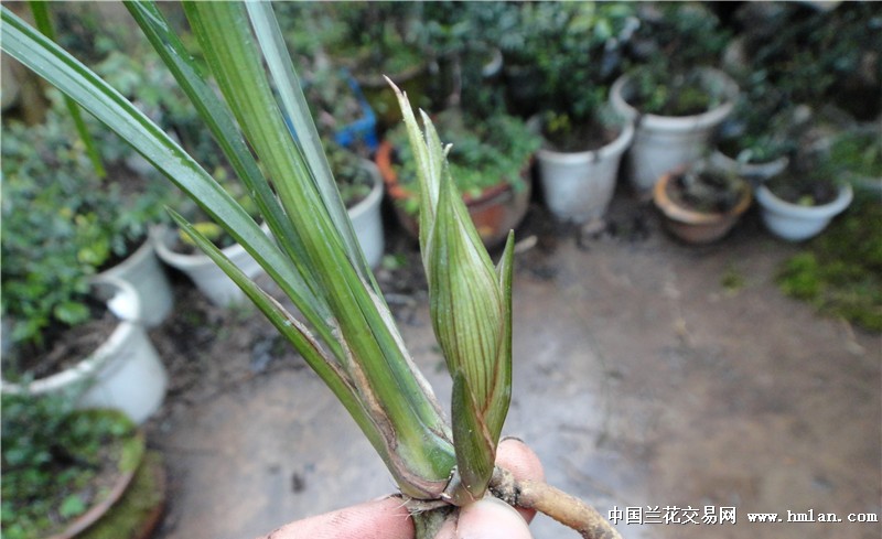 刚下山紫黑沙花苞龙根春剑赌花草
